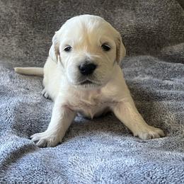 Sophie - Light golden female Golden Retriever puppy in North Highlands, California from The Purrfectpups