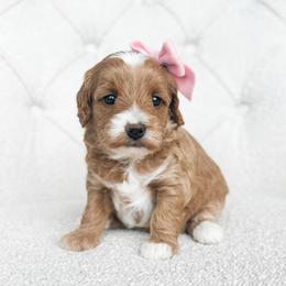 Bretagne - Red  female Goldendoodle puppy in Sterling, Illinois from Charley's Goldendoodles