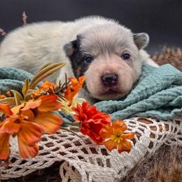 (Blue) Blue Male - Blue speckled male Australian Cattle Dog puppy in Burleson, Texas from Bluebonnet Heelers