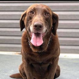 Jake - Labrador Retriever