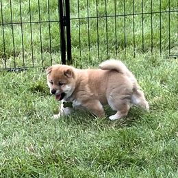 Shiba Inu Puppies from Kaste Kennel