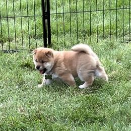 Shiba Inu Puppies from Kaste Kennel