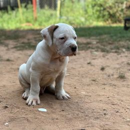 American Bulldog Puppies from Genesis American Bulldogs