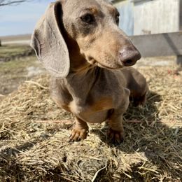 Izzy - Dachshund
