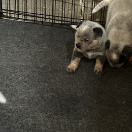 Dotty - Blue speckled female Australian Cattle Dog puppy in Wakonda, South Dakota from Glory Ranch Australian Cattle Dogs