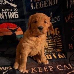 AKC girl 1 purple collar - Dark golden female Golden Retriever puppy in Joshua, Texas from 3 Gun Retrievers