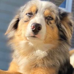 Miniature Australian Shepherds from Raimann Aussies