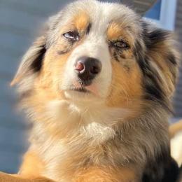 Miniature Australian Shepherds from Raimann Aussies