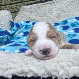 Blaze - Cream male Goldendoodle puppy in Carmichaels, Pennsylvania from JensenBelle Doodles