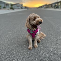 Lola - Goldendoodle