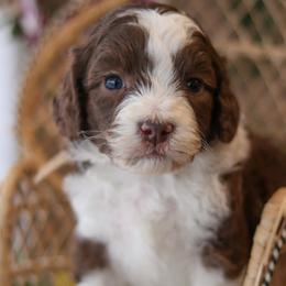 Carter - Chocolate male Labradoodle puppy in Crete, Nebraska from Doodles & Co