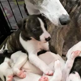 Akita and Whippet Puppies from Crossway Akitas & Whippets