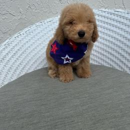Zak - Apricot male Goldendoodle puppy in Davie, Florida from Daviegoldendoodles
