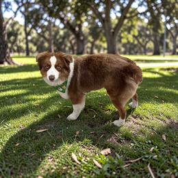 Ryder - Miniature Australian Shepherd