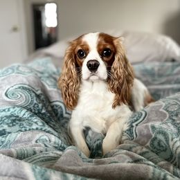 Maggie - Cavalier King Charles Spaniel