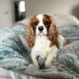 Maggie - Cavalier King Charles Spaniel