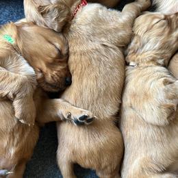 Golden Retriever Puppies from Arizona Dream Goldens