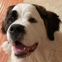 Luna bear - Saint Bernard