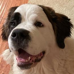 Luna bear - Saint Bernard
