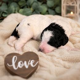 Domino - Parti male Goldendoodle puppy in Freedom, New York from Samantha's Goldendoodles