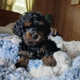Baxter - Black and tan male Havapoo puppy in Blanch, North Carolina from Faithful Hearts Kennel