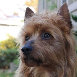 Australian Terriers from Djinda Australian Terriers