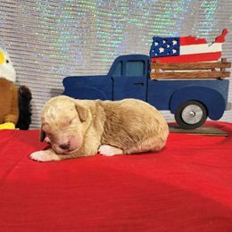 Justice - Labradoodle puppy from Oodles of poodles and doodles