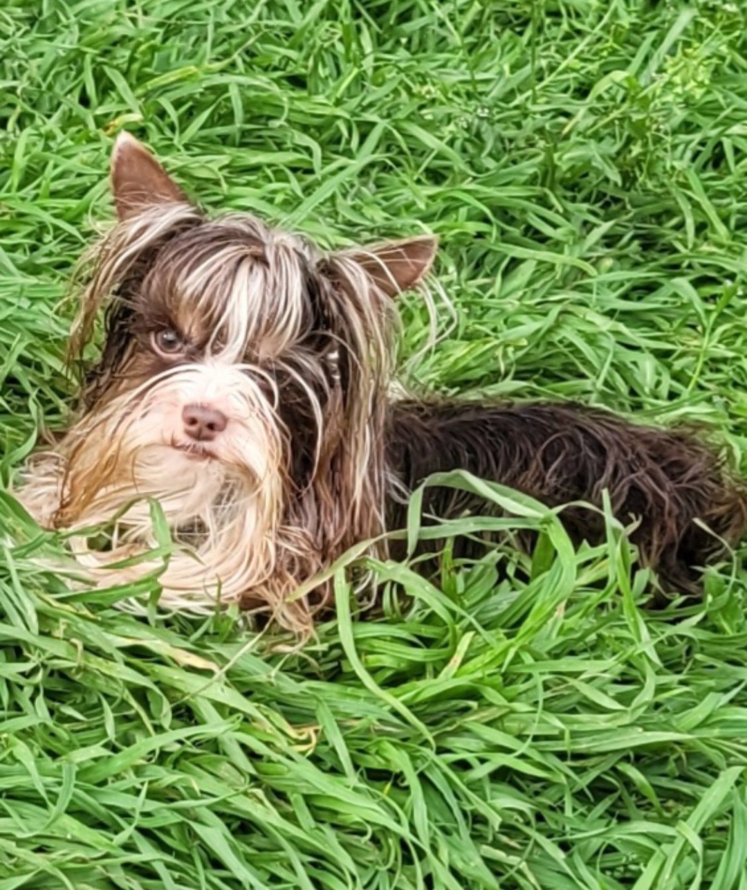 Noe - Yorkshire Terrier