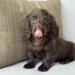 Boy 4 - Chocolate male Dachshund puppy in Bentonville, Arkansas from Boujee Buns Dachshunds