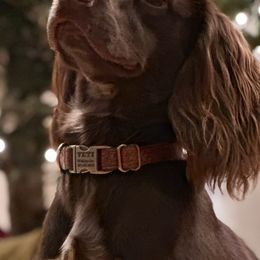 English Cocker Spaniels from Serendipity English Field Cockers