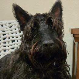 Scottish Terrier puppies from Scotch McLaren Terriers