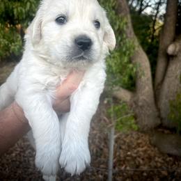 Purple - Light golden female Golden Retriever puppy in Clovis, California from Puppy Love, Hall's Goldens