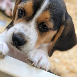 Beagle Puppies from Jennifer Knapp's Beagles
