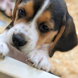 Beagle Puppies from Jennifer Knapp's Beagles
