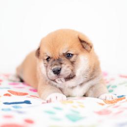 Midnight -FULL AKC REGISTRATION- - Red male Shiba Inu puppy in Neosho, Missouri from Kenny Cave K9s