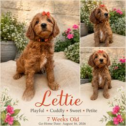 Lettie - Red  female Goldendoodle puppy in Los Gatos, California from Willow & Rose Doodles