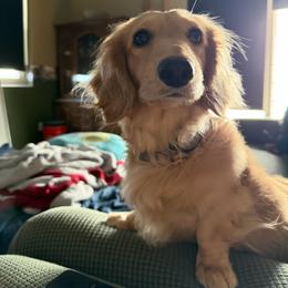 Cosmo - Dachshund