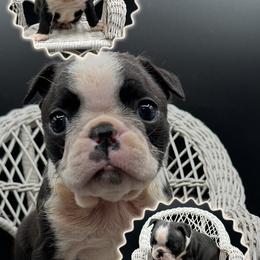 Reuben James - Seal and white male Boston Terrier puppy in Jacksonville, Florida from Trail’s End Boston Terriers