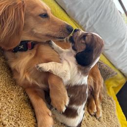 Cirrus - Piebald male Dachshund puppy in Summit, South Carolina from Doxies4Paws