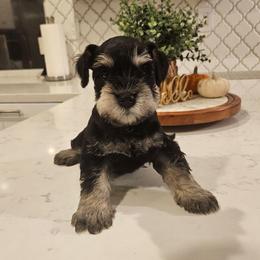 Male 3 - Salt and pepper male Miniature Schnauzer puppy in Chino, California from So Cal Schnauzer