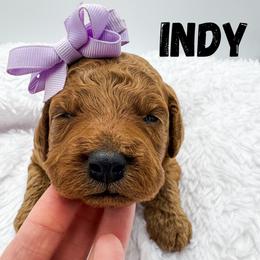 Indy - Apricot female Goldendoodle puppy in Eagle Mountian, Utah from The Puppy Family