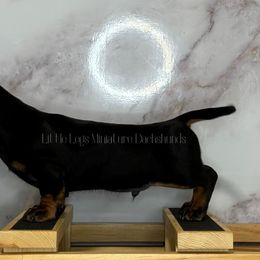 Dachshund Puppies from Little Legs Miniature Dachshunds