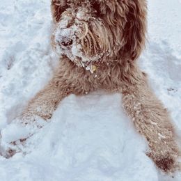 Newfoundland All Grown Up from KelleyDoodles