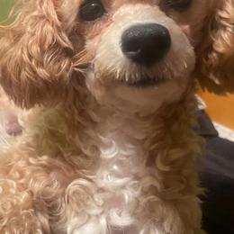 Poodles from Royal Toy Poodles