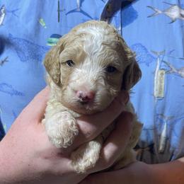 Yellow collar - Apricot female Goldendoodle puppy in Mc Cook, Nebraska from Powers Doodles