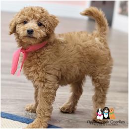 Scarlett-OFA.Genetics.2 Yr Warranty - Apricot female Goldendoodle puppy in Jeddo, Michigan from Apple Creek Doodles