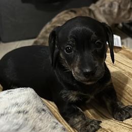 Sassy - Black and cream female Dachshund puppy in Beeville, Texas from Dee’s Denim Dachshunds