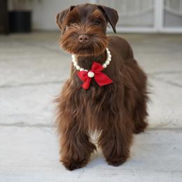 Abby - Miniature Schnauzer