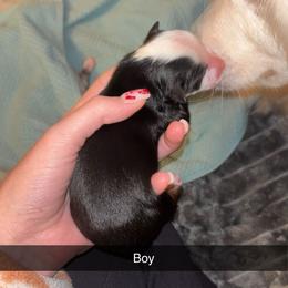 Miniature Australian Shepherd Puppies from East Texas Aussie Haven