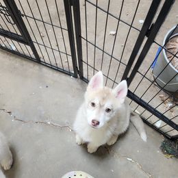 Siberian Husky Puppies from Spirit of the Moon Siberians